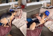 Rescue Dog Abandons His Nap for Dad’s Snuggles Like There’s Nowhere He’d Rather Be