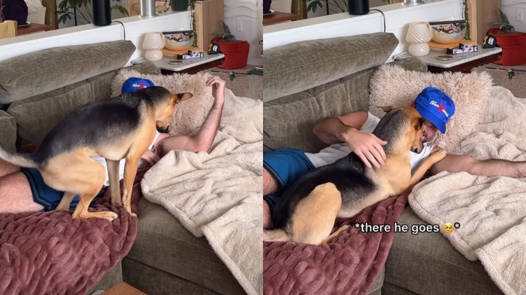 Rescue Dog Abandons His Nap for Dad’s Snuggles Like There’s Nowhere He’d Rather Be