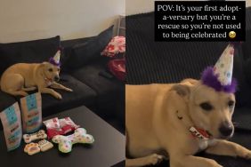 Rescue Dog's First Adoption Anniversary Comes With a Bittersweet Realization