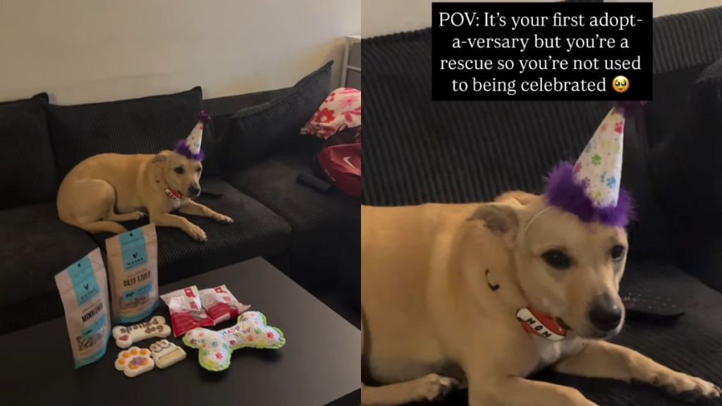 Rescue Dog's First Adoption Anniversary Comes With a Bittersweet Realization