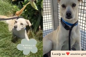 Rescue Dog Overwhelmed at Shelter Now Feels More Alive Than Ever With a Little Love