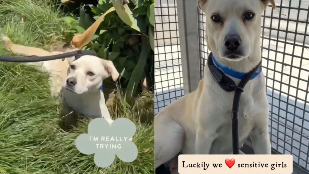 Rescue Dog Overwhelmed at Shelter Now Feels More Alive Than Ever With a Little Love
