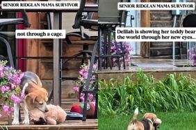 Rescue Dog Shows Her Teddy Bear What Her New, Safe Life Looks Like