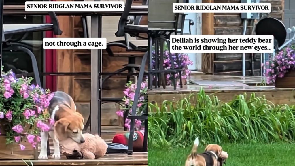 Rescue Dog Shows Her Teddy Bear What Her New, Safe Life Looks Like