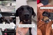 Human Rescues Dog Thinking They Saved One Life, Unaware of What's Next
