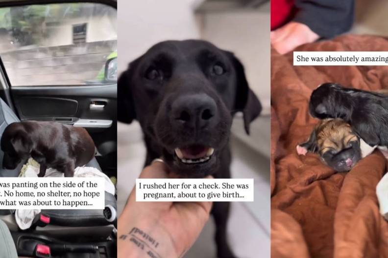 Human Rescues Dog Thinking They Saved One Life, Unaware of What's Next