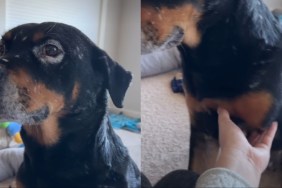 Rescue dog video