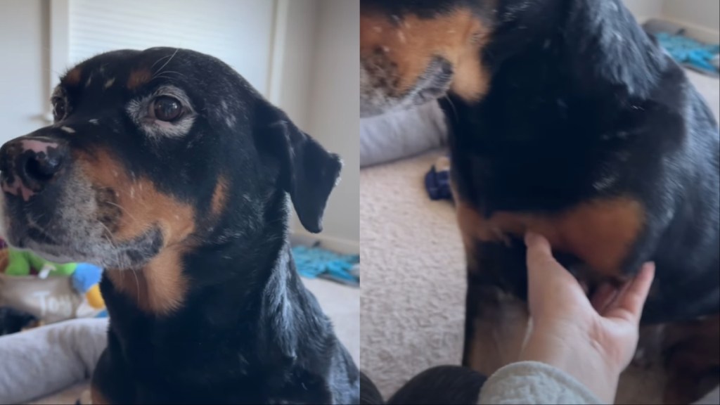 Rescue dog video