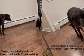 ‘Awkward’ Rescue Dog’s Reaction to Birthday Song Is Too Relatable