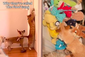 Dogs & Cat Join Forces for Adorable Toy Treasure Hunt