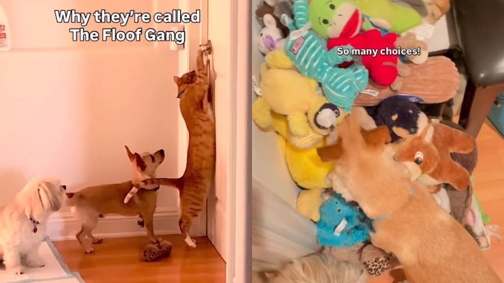 Dogs & Cat Join Forces for Adorable Toy Treasure Hunt