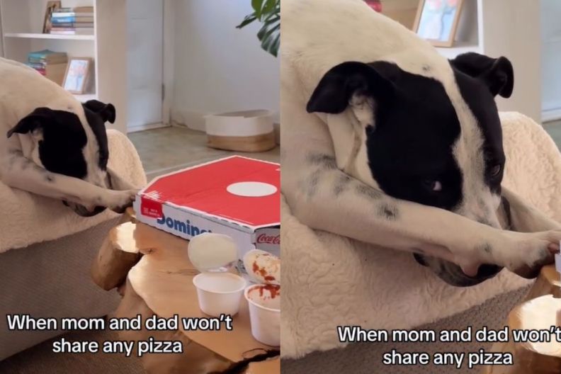 Rescue Dog Gets Overly Dramatic When Owners Won't Share a Pizza