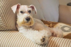 Rescue Dog Displays Her Strong Eyelash Game After Dramatic Makeover