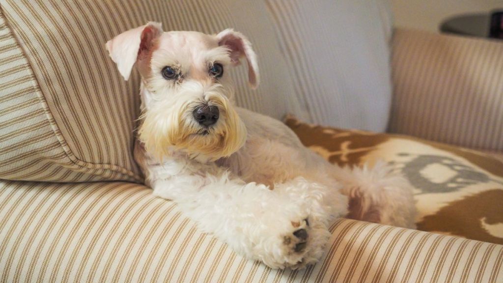 Rescue Dog Displays Her Strong Eyelash Game After Dramatic Makeover