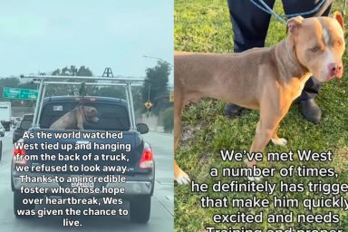 Rescue Dog’s Life Almost Ended Until Someone Refused To Look Away