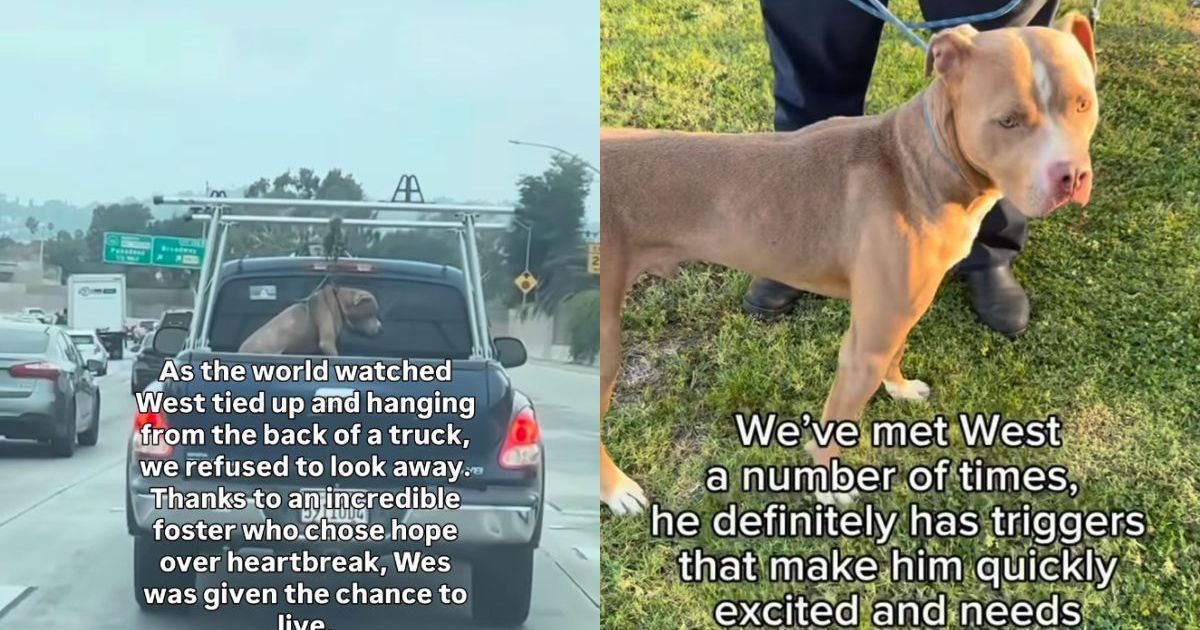 Rescue Dog’s Life Almost Ended Until Someone Refused To Look Away