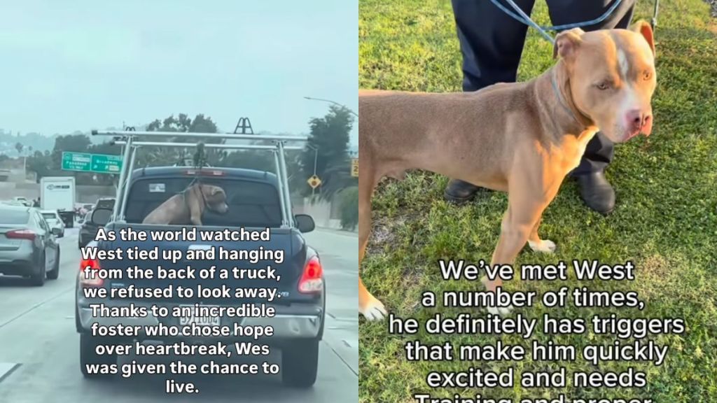 Rescue Dog’s Life Almost Ended Until Someone Refused To Look Away