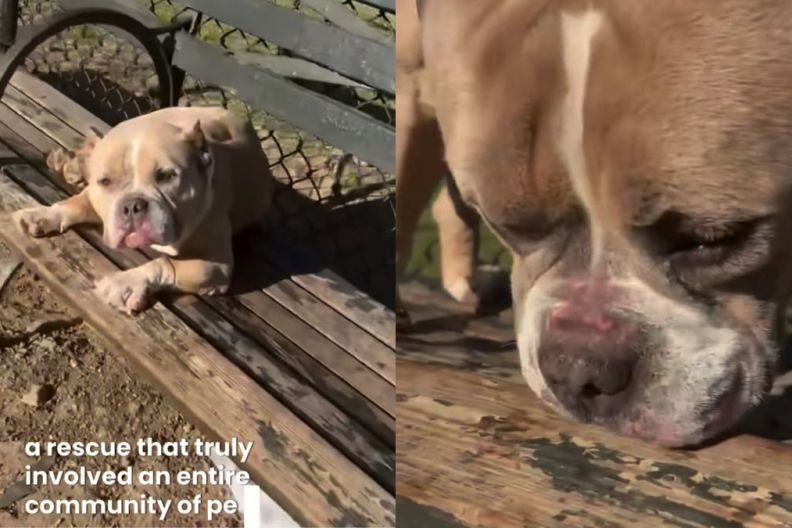 Dog Was Completely Abandoned on a Park Bench, but Fate Had Other Plans