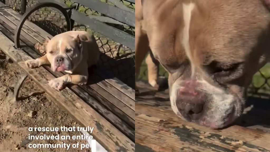 Dog Was Completely Abandoned on a Park Bench, but Fate Had Other Plans