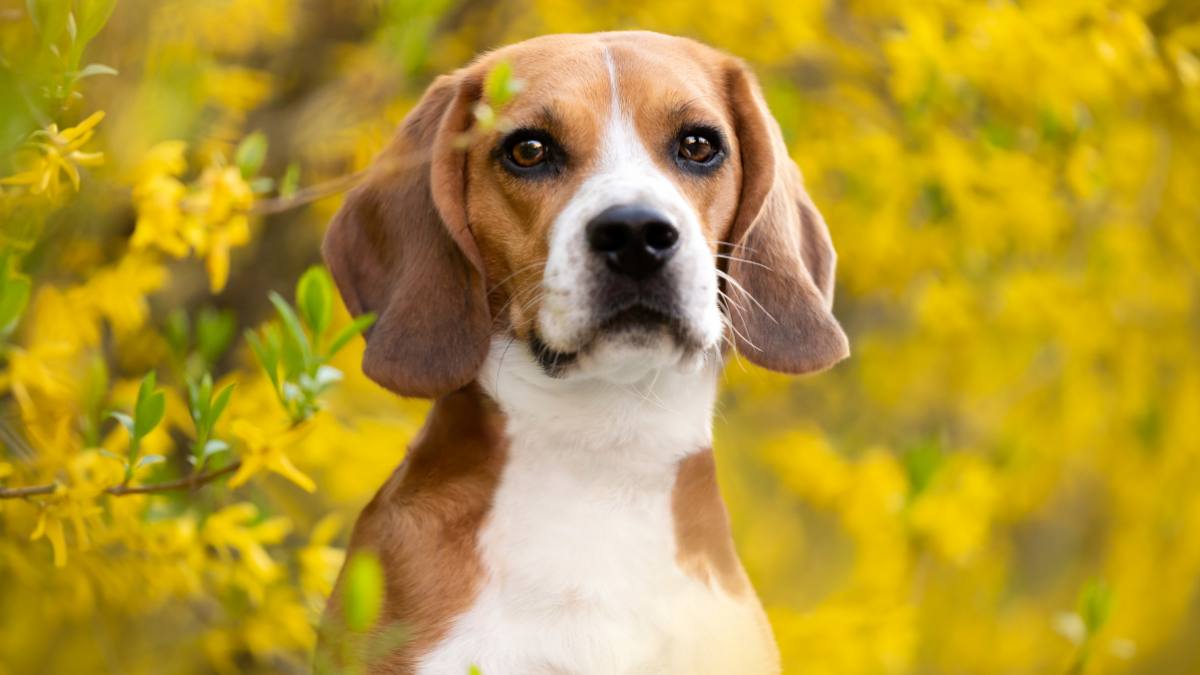 Beagles Arrive at Dog Rescue After Ridglan Farms Research Facility ...