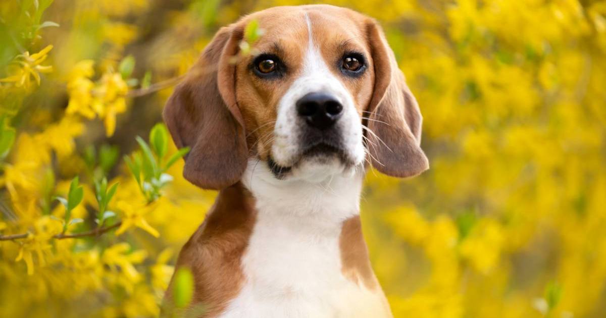 Beagles Arrive at Dog Rescue After Ridglan Farms Research Facility Shuts Down — Report