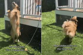 Golden Retriever kangaroo little boy