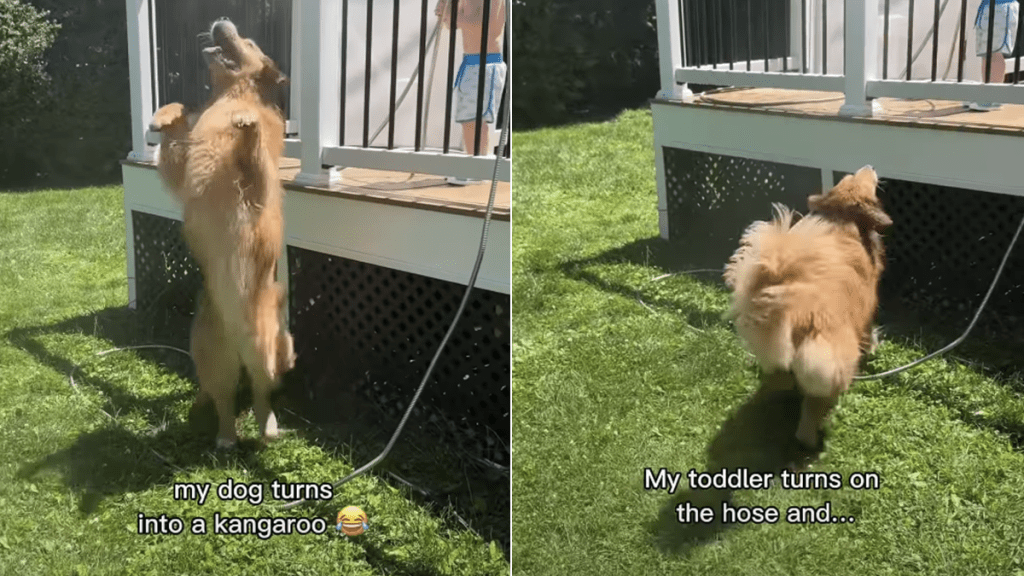 Golden Retriever kangaroo little boy