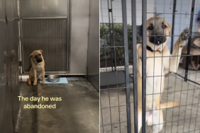 rescue dog video