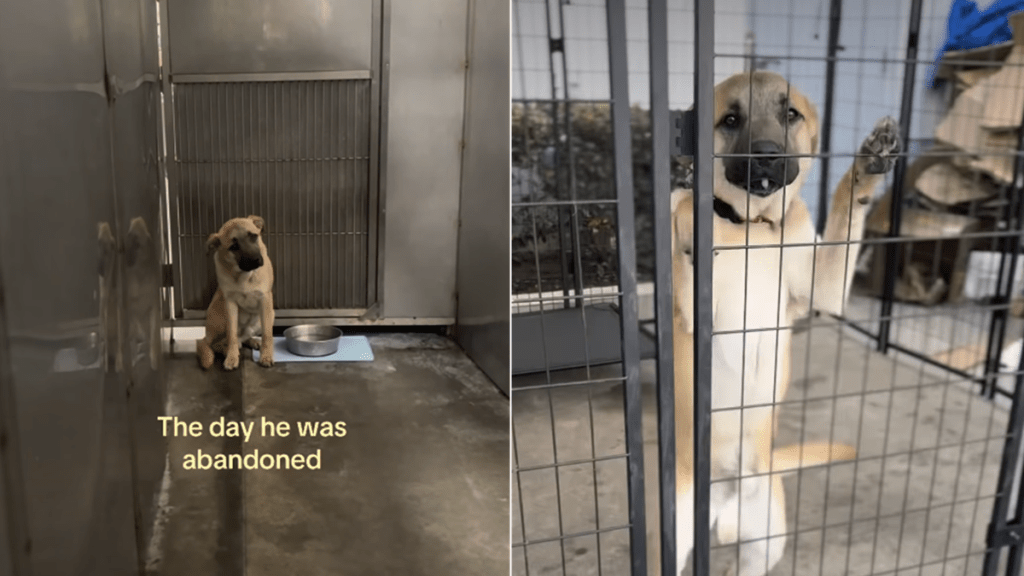 rescue dog video