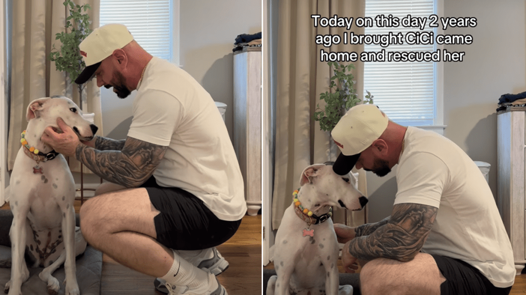 rescue dog video
