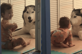 big dog little girl kisses