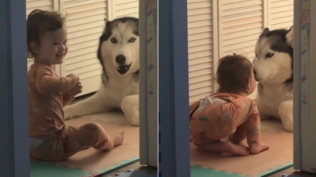 big dog little girl kisses