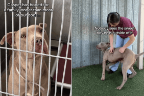 dog video