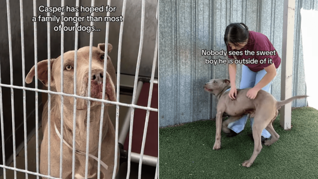 dog video