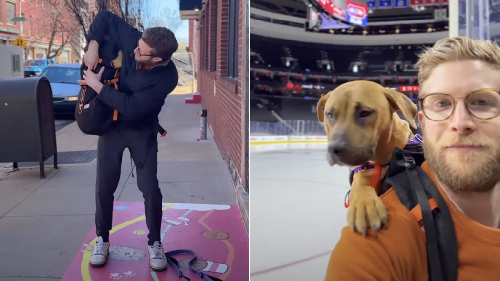 dog video