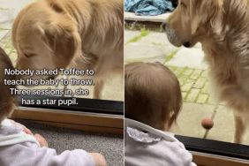 golden retriever baby ball