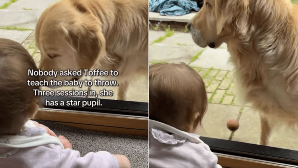 golden retriever baby ball