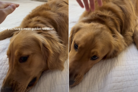 golden retriever
