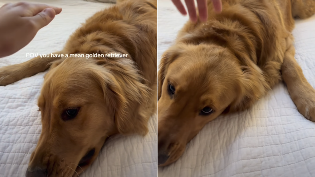 golden retriever