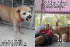 dog video