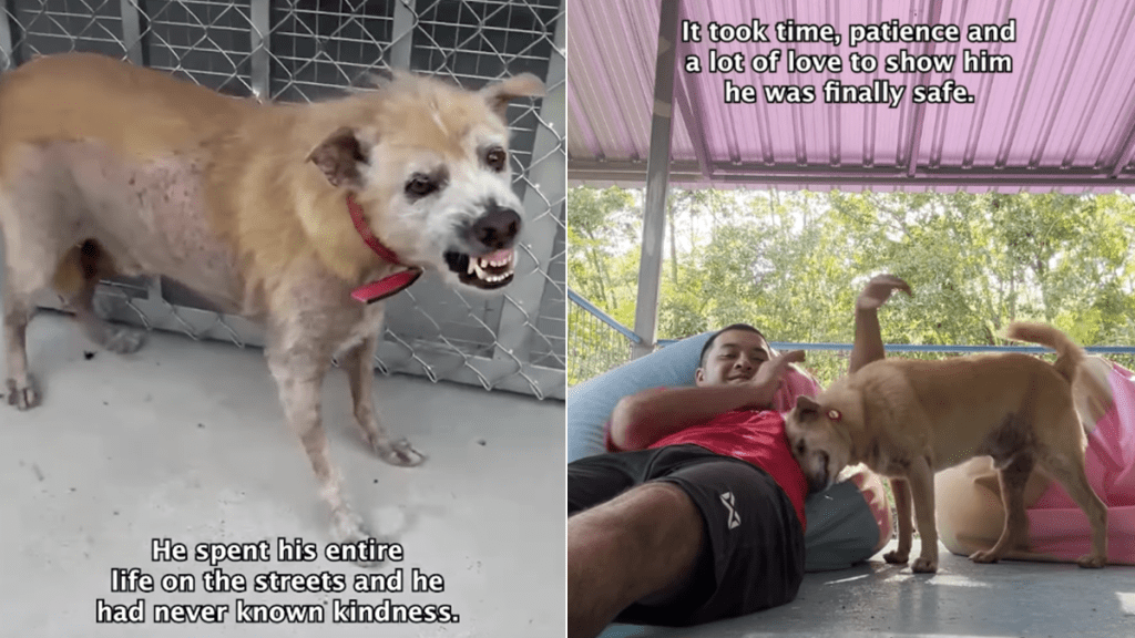 dog video
