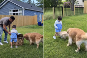 golden retriever puppy video