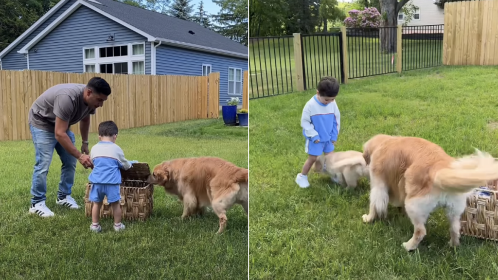 golden retriever puppy video