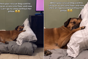 rescue dog