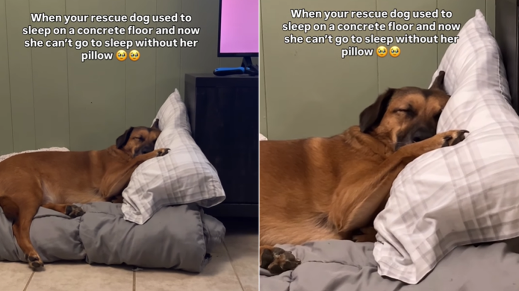 rescue dog