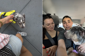 dog video