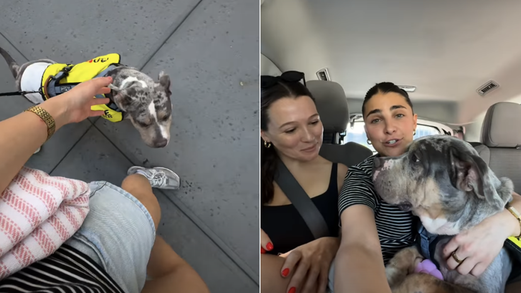 dog video