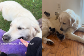 golden retriever babies chicks