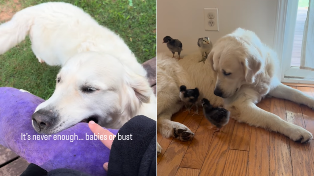 golden retriever babies chicks