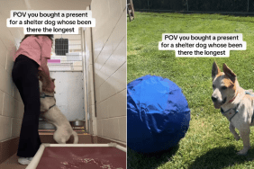 shelter dog video